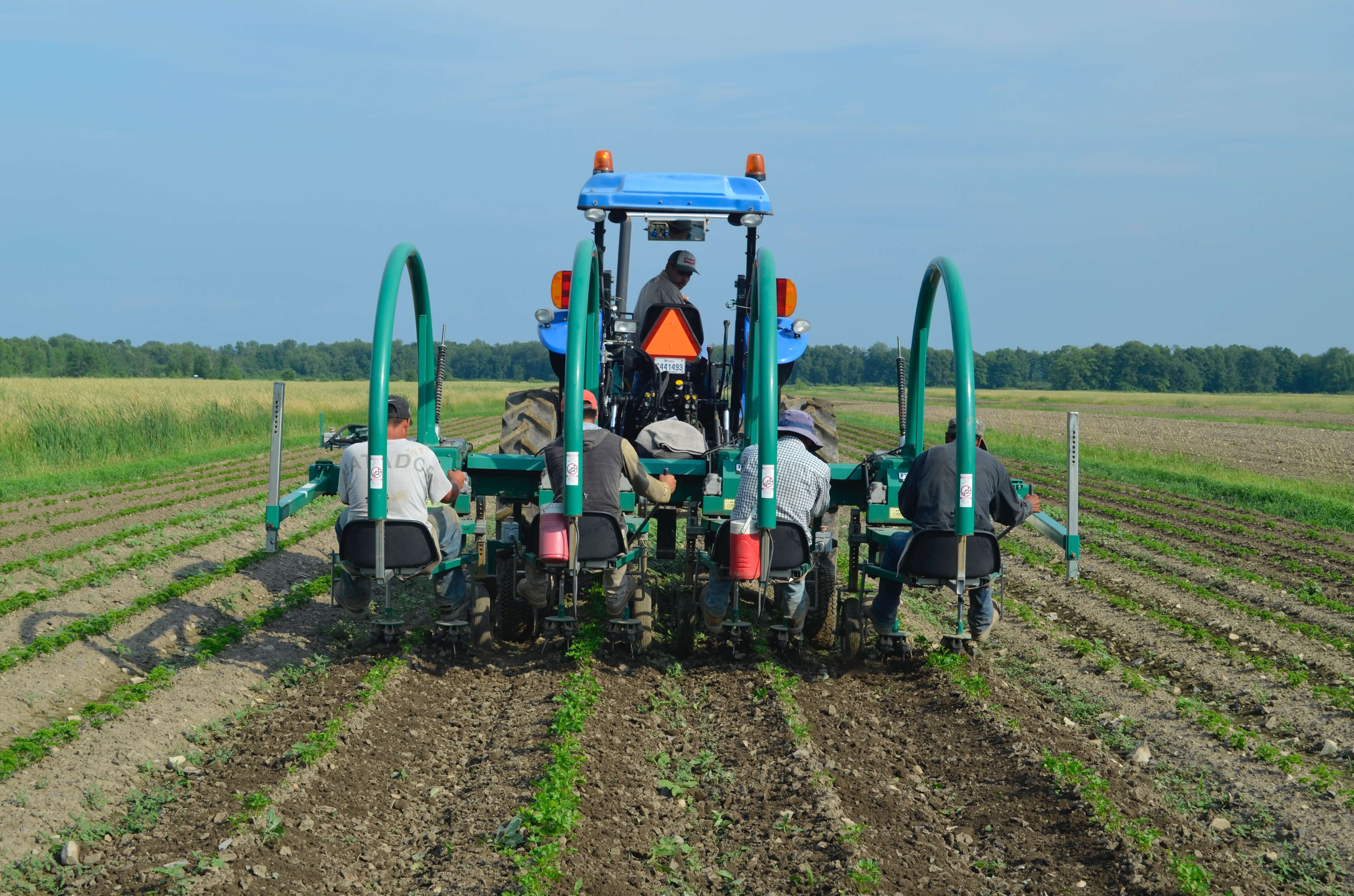 EcoWeeder by Univerco